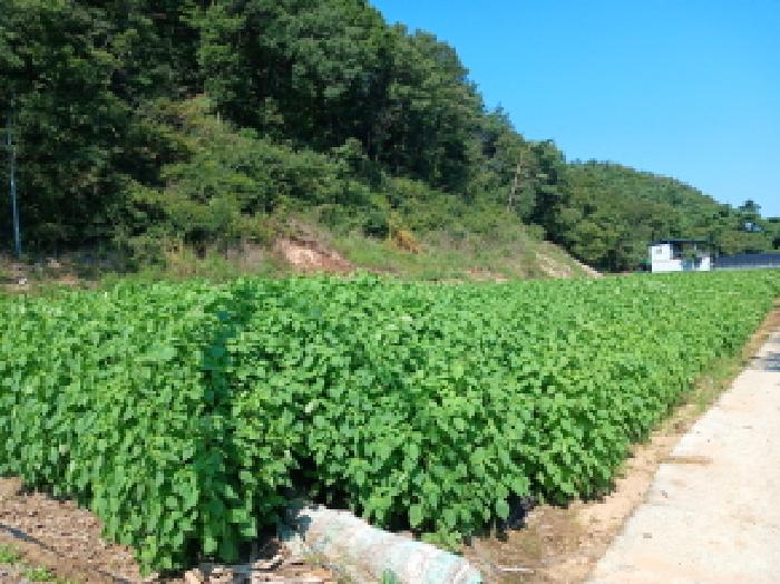 충남 서산시 운산면 임야 경매 물건 사진 5 · 2025타경788