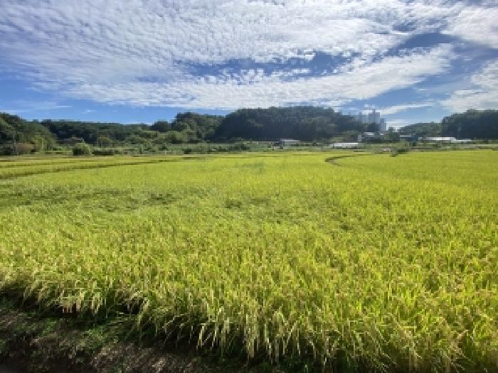 충남 당진시 원당동 전답 경매 물건 사진 5 · 2025타경798