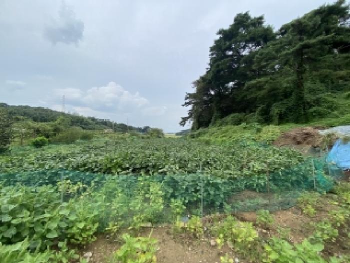 충남 당진시 송악읍 전답 경매 물건 사진 3 · 2025타경800