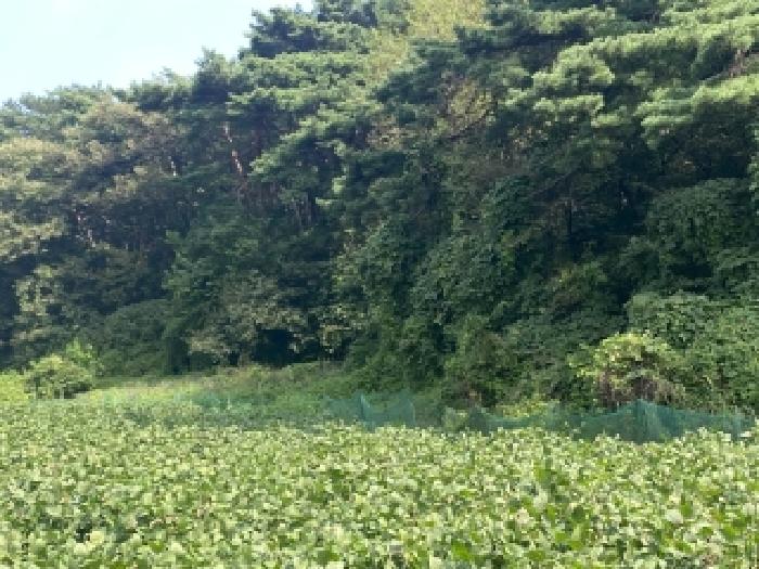 충남 당진시 송악읍 전답 경매 물건 사진 4 · 2025타경800