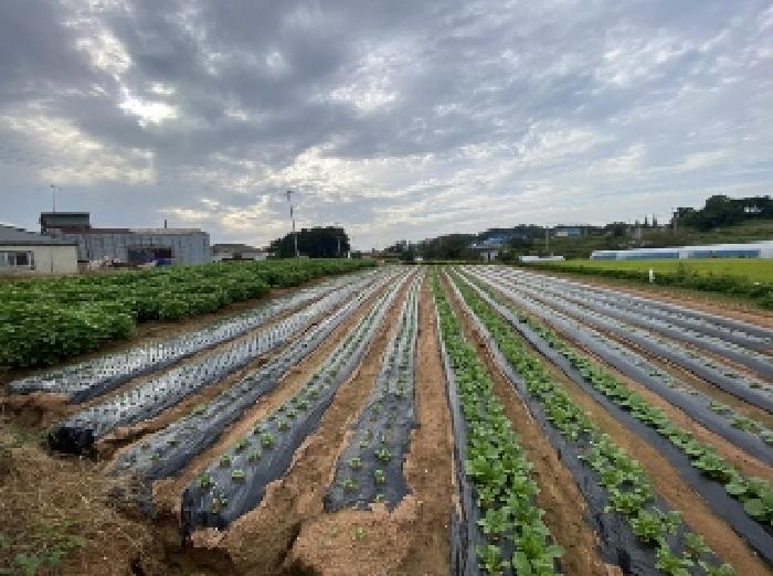 충남 당진시 신평면 전 경매 물건 사진