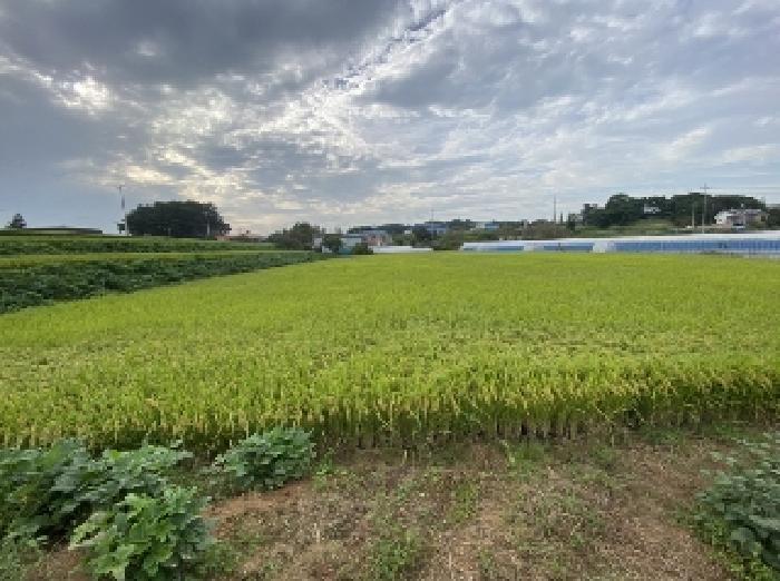 충남 당진시 신평면 전 경매 물건 사진 5 · 2025타경803