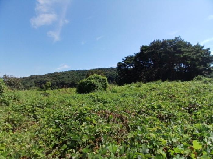 충남 당진시 정미면 대지 경매 물건 사진 2 · 2025타경806