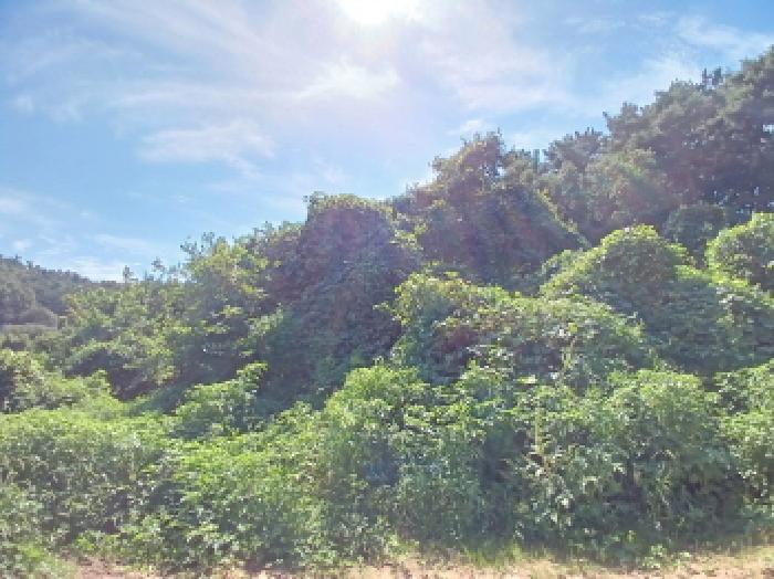 충남 당진시 정미면 대지 경매 물건 사진 5 · 2025타경806