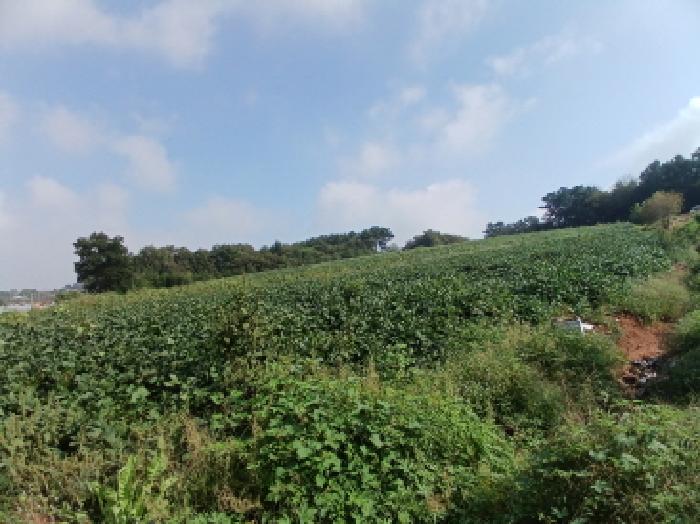 충남 당진시 고대면 임야 경매 물건 사진 2 · 2025타경808