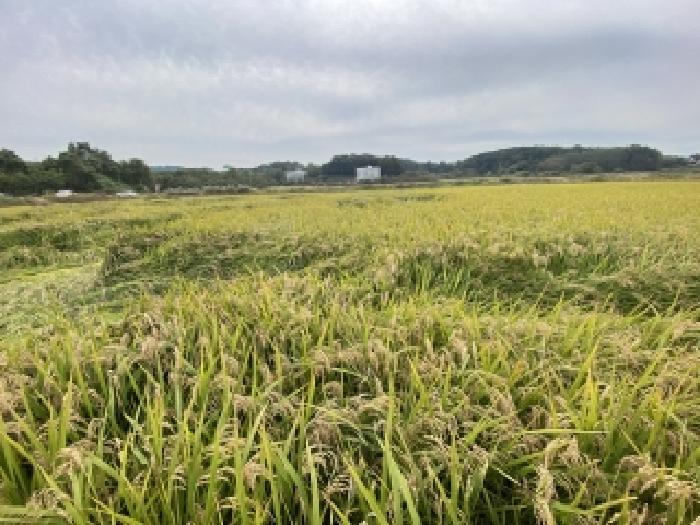 충남 당진시 송산면 전답 경매 물건 사진 3 · 2025타경871