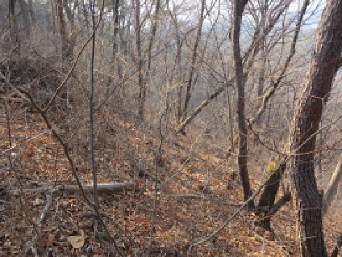 충남 서산시 지곡면 임야 경매 물건 사진
