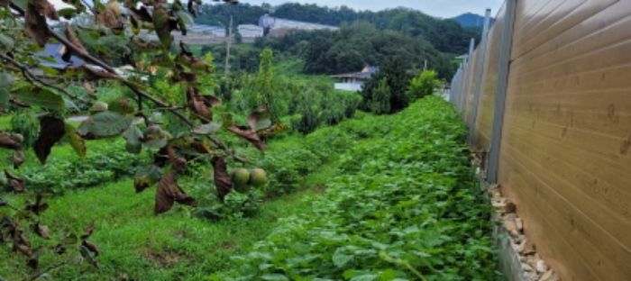 경북 칠곡군 북삼읍 답 경매 물건 사진 4 · 2023타경5564