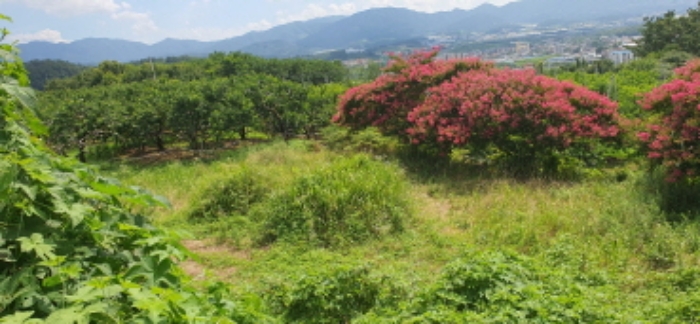 경북 경산시 자인면 전 경매 물건 사진 2 · 2024타경115369