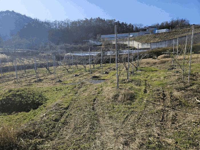 경북 영천시 금호읍 과수원 경매 물건 사진