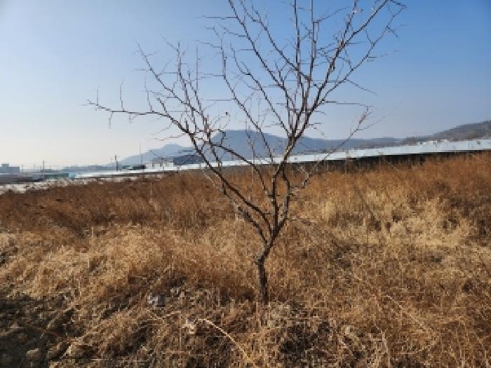경북 영천시 대전동 대지 경매 물건 사진 2 · 2025타경10234