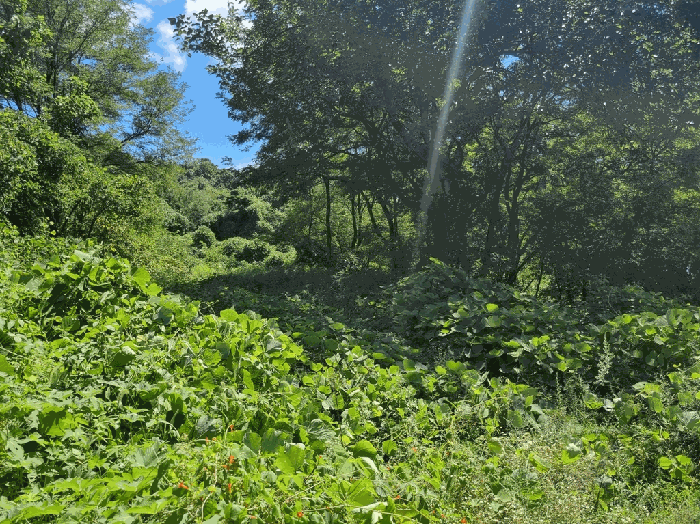 경북 칠곡군 가산면 임야 경매 물건 사진 3 · 2025타경1051