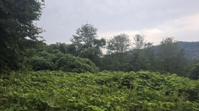 경북 칠곡군 가산면 임야 경매 물건 사진