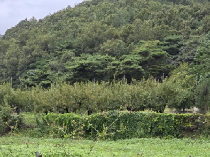 경북 영천시 청통면 전답 경매 물건 사진
