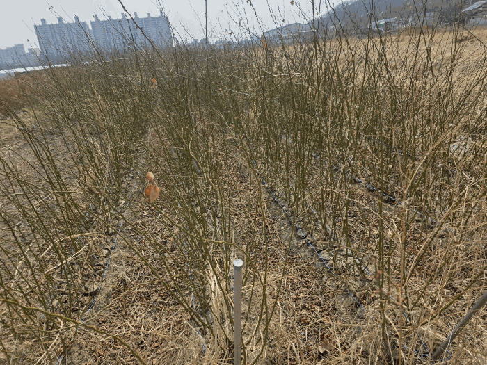 경북 경산시 하양읍 답 경매 물건 사진 6 · 2025타경6431