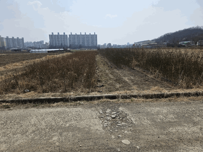 경북 경산시 하양읍 답 경매 물건 사진 3 · 2025타경6431