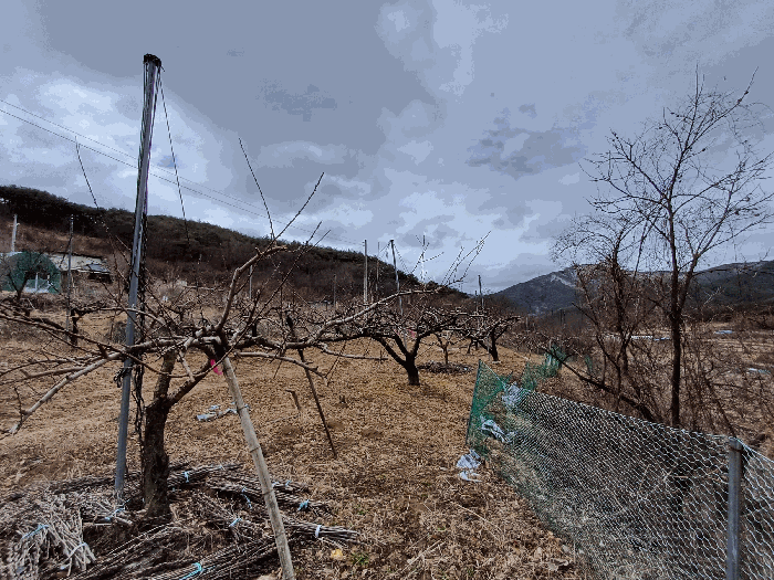 경상북도 청도군 풍각면 화산리 37 답 경매 물건 사진