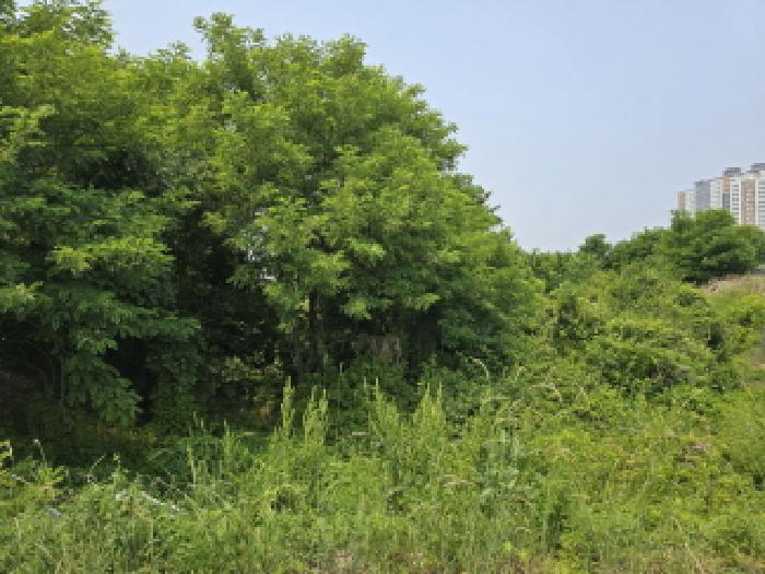 경북 영천시 완산동 과수원 경매 물건 사진 3 · 2025타경7979