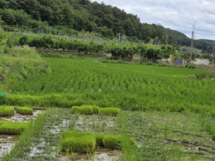 경북 영천시 화산면 답 경매 물건 사진
