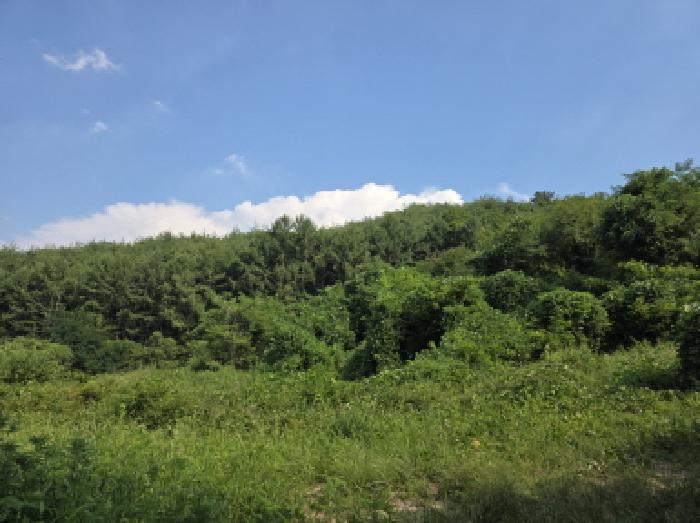 경북 청도군 금천면 임야 경매 물건 사진