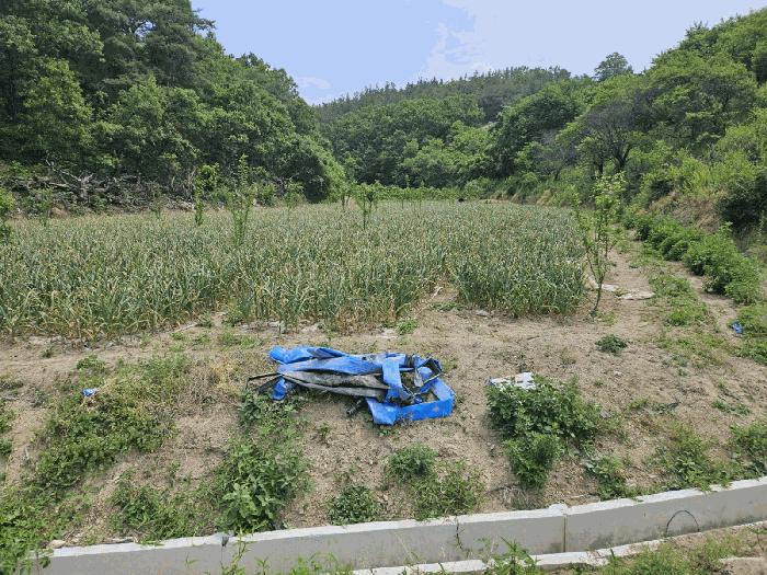 경북 영천시 임고면 전 경매 물건 사진 6 · 2025타경851