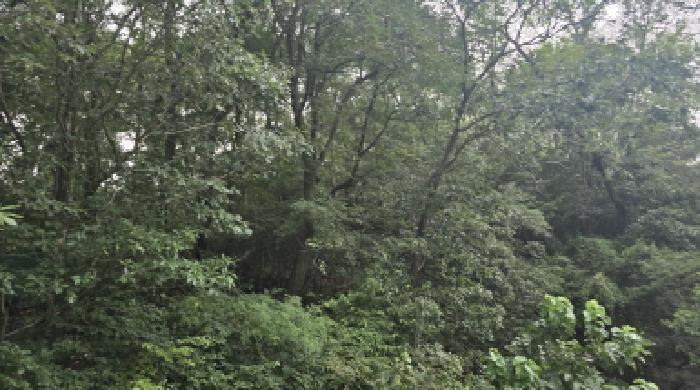 경북 칠곡군 지천면 임야 경매 물건 사진