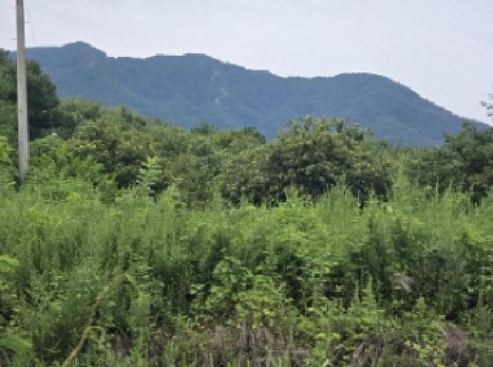 경북 경산시 와촌면 대지 경매 물건 사진 3 · 2025타경8726