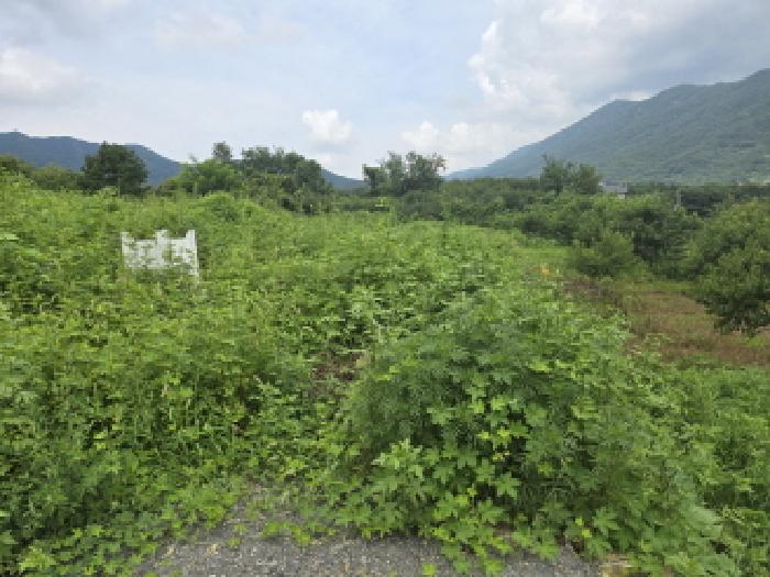 경북 경산시 와촌면 대지 경매 물건 사진 6 · 2025타경8726