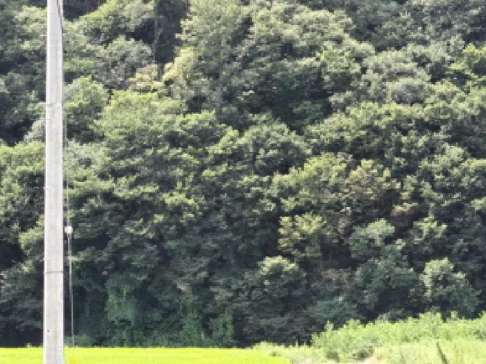 경북 영천시 임고면 임야 경매 물건 사진 4 · 2025타경8800