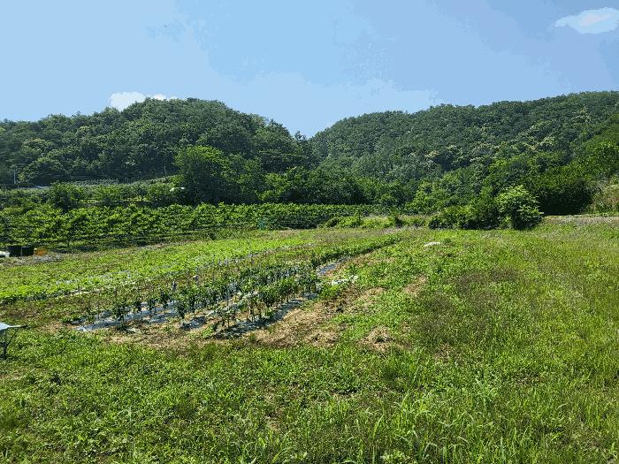 경북 영천시 고경면 전 경매 물건 사진