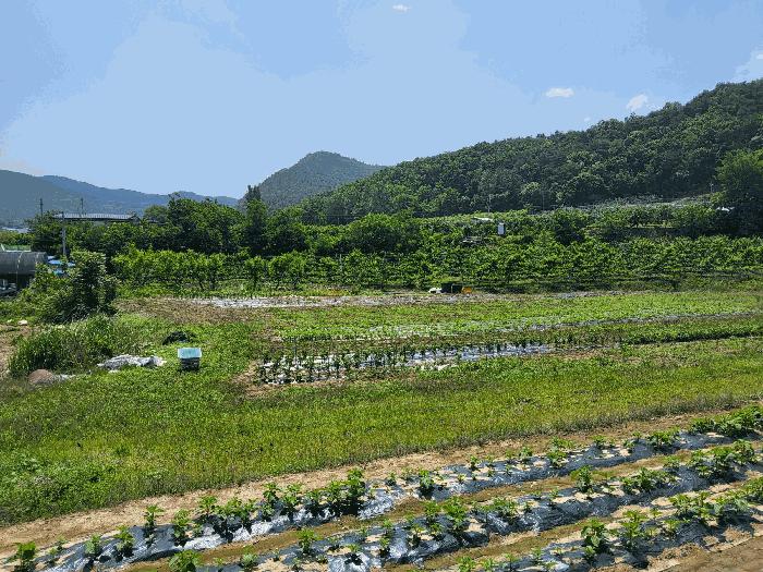 경북 영천시 고경면 전 경매 물건 사진 5 · 2025타경890