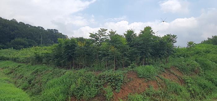 경북 경산시 자인면 도로 경매 물건 사진 6 · 2025타경908