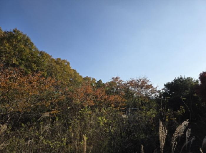 경북 청도군 금천면 전 경매 물건 사진 3 · 2025타경9333