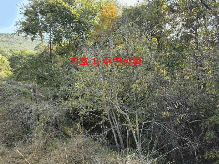 경상북도 청도군 풍각면 성곡리 1125 대지,임야,전답 경매 물건 사진