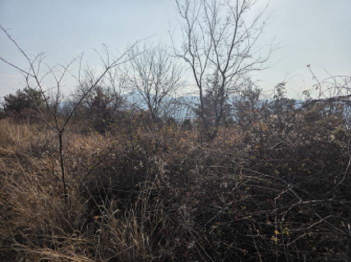 경북 청도군 이서면 임야 경매 물건 사진