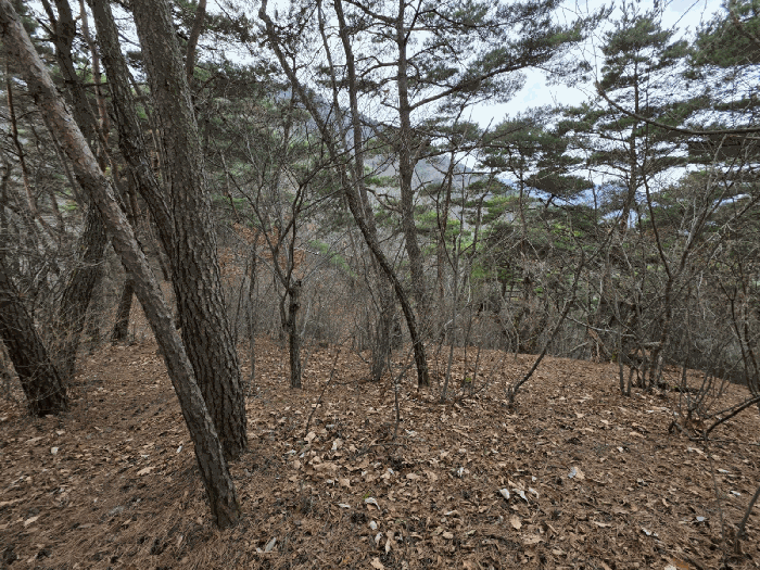 경북 경산시 와촌면 임야 경매 물건 사진 5 · 2025타경9968
