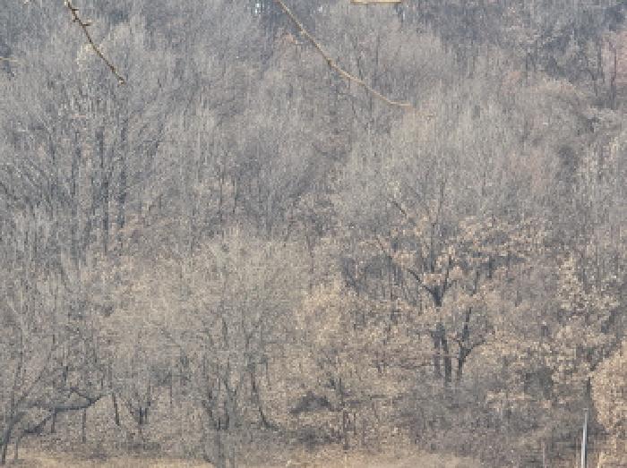 경북 경산시 와촌면 임야 경매 물건 사진