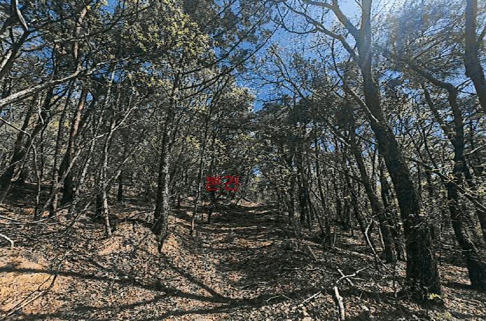 경북 영천시 북안면 임야 경매 물건 사진 6 · 2026타경100173