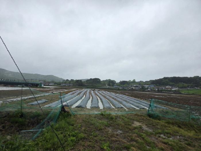 경북 안동시 풍천면 답 경매 물건 사진