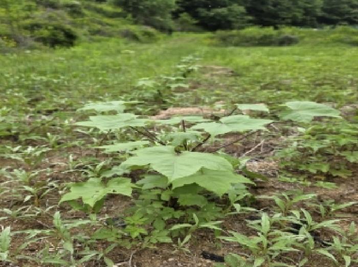 경북 안동시 풍산읍 전 경매 물건 사진 3 · 2025타경100332