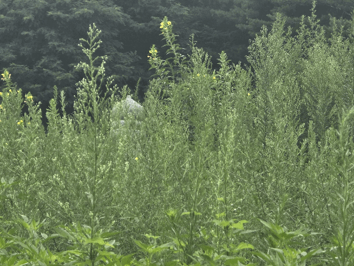 경상북도 봉화군 법전면 소지리 83-1 동물및식물관련시설 경매 물건 사진