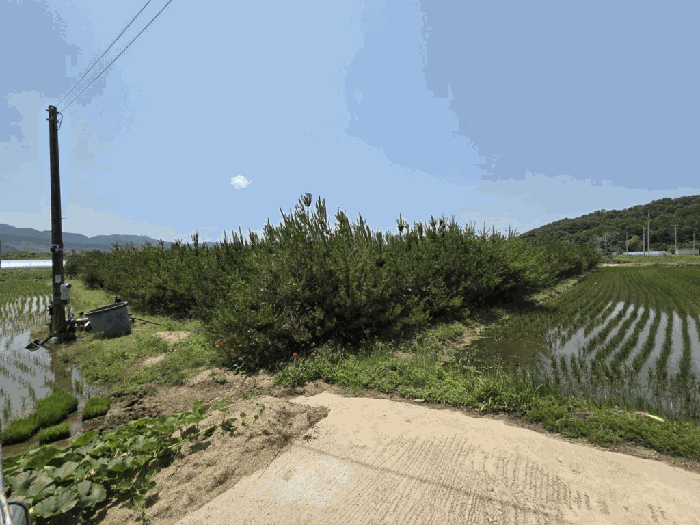 경상북도 안동시 풍천면 도양리 1009 전 경매 물건 사진