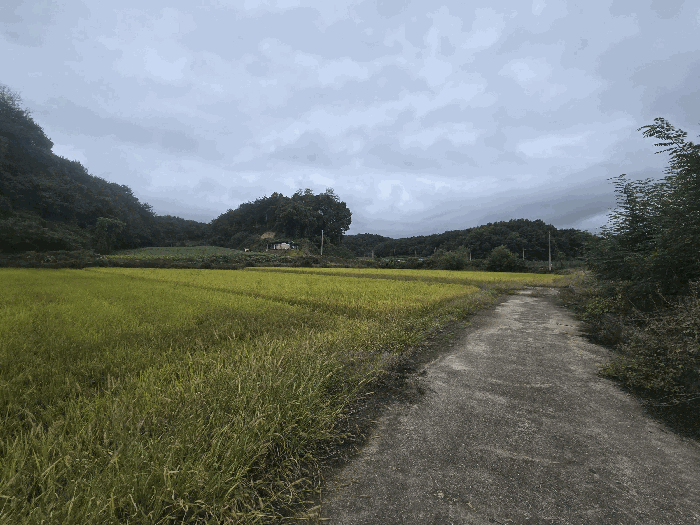 경상북도 봉화군 물야면 두문리 529-2 답 경매 물건 사진