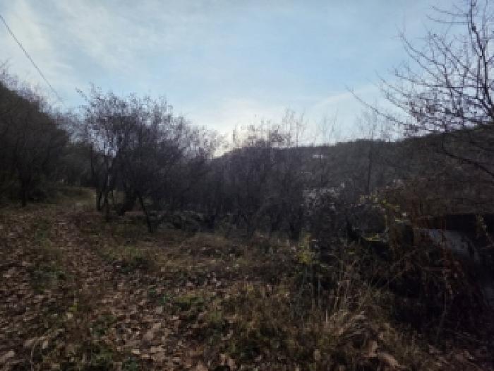 경북 안동시 녹전면 대지,임야,전답 경매 물건 사진 5 · 2025타경100565