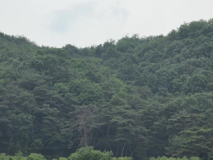 경북 안동시 녹전면 전 경매 물건 사진 2 · 2025타경10549