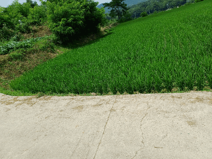 경북 안동시 풍산읍 전 경매 물건 사진 6 · 2025타경10730