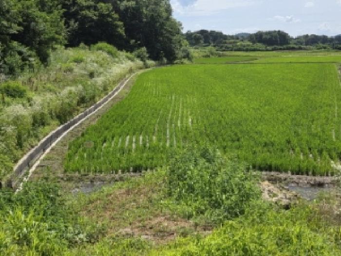 경북 안동시 풍산읍 답 경매 물건 사진