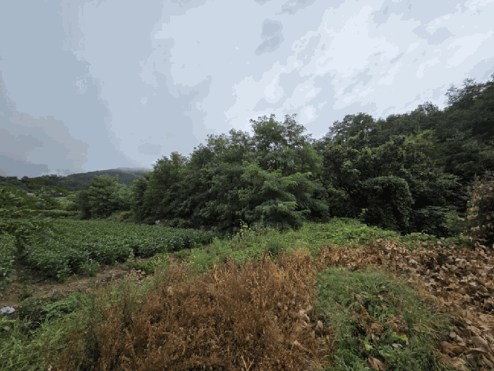 경상북도 영주시 풍기읍 수철리 1-6 과수원 경매 물건 사진