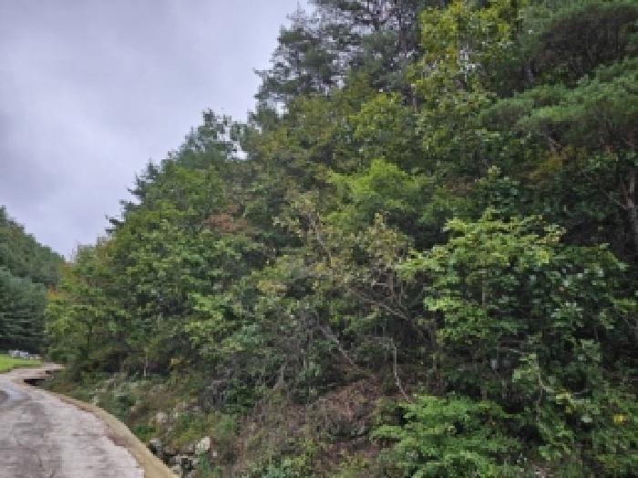 경북 봉화군 재산면 임야 경매 물건 사진 2 · 2025타경11023