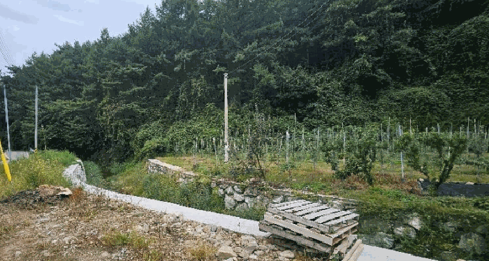 경북 봉화군 춘양면 임야 경매 물건 사진 6 · 2025타경11054